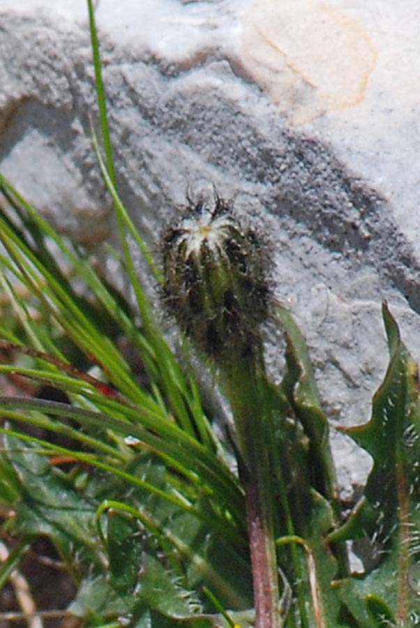 pianta da id. - Leontodon hispidus ?